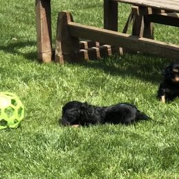 Cavalier King Charles Spaniel Puppies from MoxMox Cavaliers