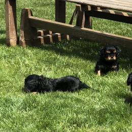 Cavalier King Charles Spaniel Puppies from MoxMox Cavaliers