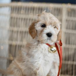 Holly - Cream female Goldendoodle puppy in Pasco, Washington from Sunset Grove
