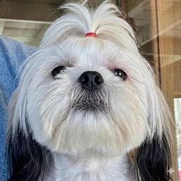 Chewy - Black and white male Shih Tzu puppy in Victorville, California from Precioustzus