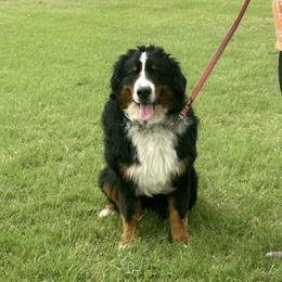 Ruben - Bernese Mountain Dog