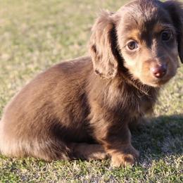Elle - Chocolate and tan female Dachshund puppy in Paris, Texas from Kuttin’ Up Mini Aussies