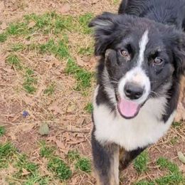 Boy 1 - Black tri-color Australian Shepherd puppy in Georgia from Southern Bred Aussies