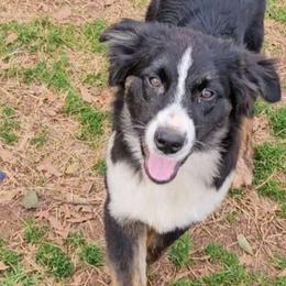 Boy 1 - Black tri-color Australian Shepherd puppy in Georgia from Southern Bred Aussies