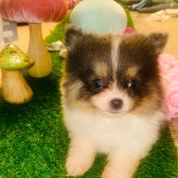 Parsley (Blue and White Tri Parti Female) - Blue parti female Pomeranian puppy in Buck Valley, Pennsylvania from Buck Valley Pomeranians