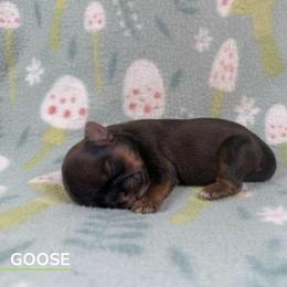 Goose - Red male Shih Tzu puppy in Alice, Texas from Altas Palmas Shih Tzu