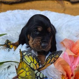 Roosevelt - Black brown and white male Basset Hound puppy in Big Rapids, Michigan from Basket Hound Bassets