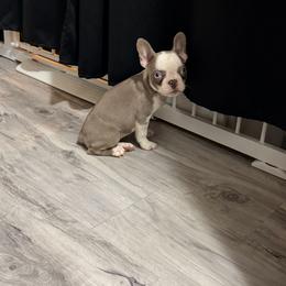 Girl 1 - Tricolors female French Bulldog puppy in Alexandria, Virginia from Boss Lady Kennel