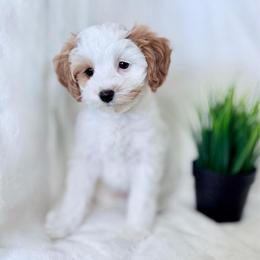 Lulu (READ FIRST) Our Warrior and Diamond in the Rough - Parti female Goldendoodle puppy in Portland, Oregon from Smith Family Doodles