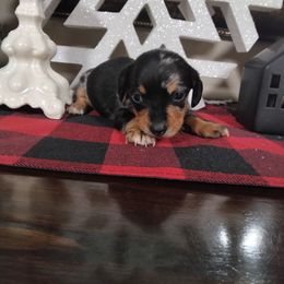 Cookie - Dapple female Dachshund puppy in Opelika, Alabama from Dachshund Darlins