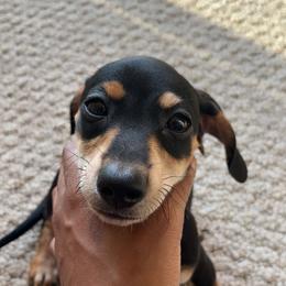 Dachshund Puppies from Jae’s Puppy House