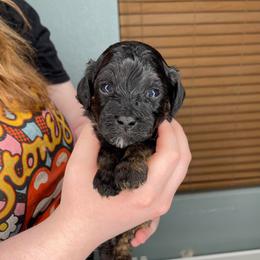 Umbreon - Black and tan male Havapoo puppy in Surprise, Arizona from Huckleberry Doodles