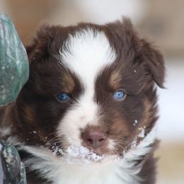 Ryder - Red tri-color male Australian Shepherd puppy in Smicksburg, Pennsylvania from Zaneca Aussies