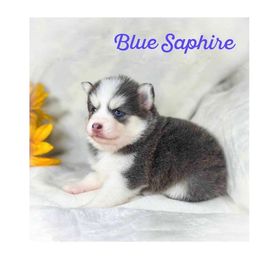 Sapphire - Blue female Pomsky puppy in Rhome, Texas from TyeDye Kennels