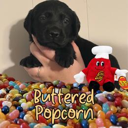 Buttered Popcorn - Black male Labrador Retriever puppy in Water Valley, Mississippi from Three Lakes Labs & WHDs