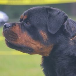 Dream - Rottweiler