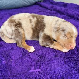 Steele - Red merle male Australian Shepherd puppy in Charlotte, North Carolina from Awesome Aussies