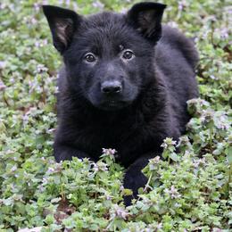 Black Male 3 - Black male German Shepherd puppy in Cumming, Georgia from Cainedelup