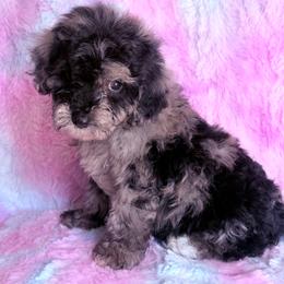 Mr. Diamond - Merle male Cavapoo puppy in Knoxville, Tennessee from Rocky Top Cavapoos