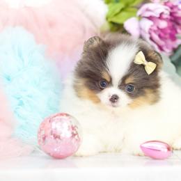 Jazzy- AKC Blue Tri - Blue parti female Pomeranian puppy in Santa Rosa, California from Cute California Poms