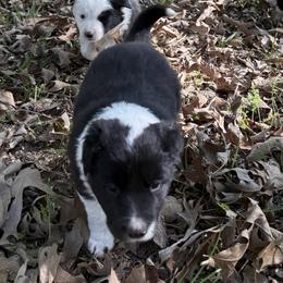Gavin - Black and white male Border Collie puppy in Paris, Texas from Broadmoor Farm