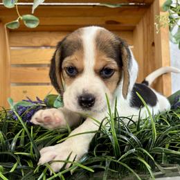 Ivy - Black white and tan female Beagle puppy in Katy, Texas from Houston’s Howlin’ Hounds