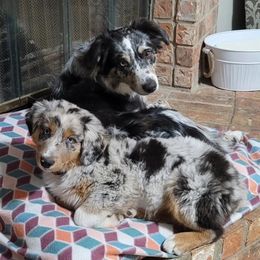 Australian Shepherds from 3M Australian Sheperds