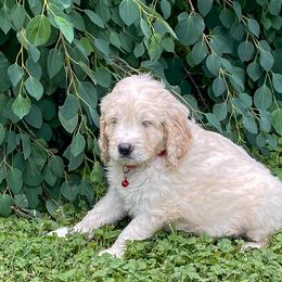 Goldendoodle Puppies from Sunnyside Botanical