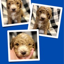 Boone - Apricot male Goldendoodle puppy in Bluefield, Virginia from Love on a Leash