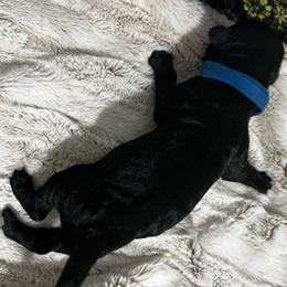 Blue collar - Black male Giant Schnauzer puppy in Atoka, Oklahoma from Hannah's Haus & Farm