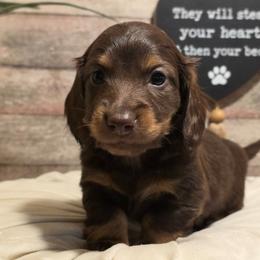 Boy 2 - Chocolate and tan male Dachshund puppy in Romney, Indiana from Brown's Valley Dachshunds