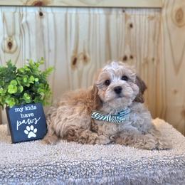 Meet Murphy :) - Apricot male Cavapoo puppy in Centerville, Iowa from Barnyard Dachshunds, Dals & Doodles