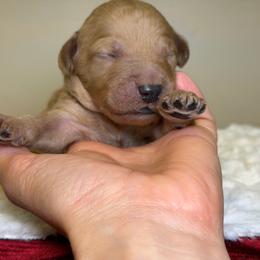 Max - Red  male Goldendoodle puppy in Woodburn, Indiana from Lengachers Cuddly Doods