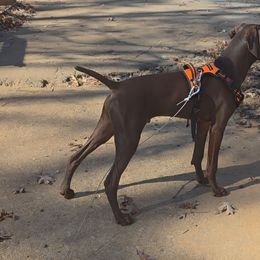 George - Liver male German Shorthaired Pointer puppy in Dahlonega, Georgia from Pointer Mountain Bird Dogs