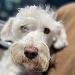 Neska - Miniature Schnauzer