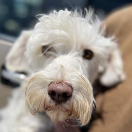Neska - Miniature Schnauzer