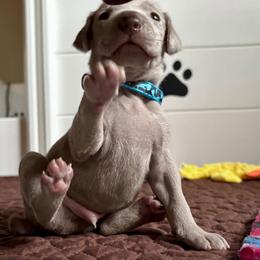 Puppy Boy - Silver gray male Weimaraner puppy in New Hartford, New York from Platinum Weimaraners