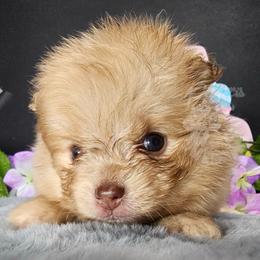 Pepper's Mr. Know It All - Noah - Chocolate sable male Pomeranian puppy in Plant City, Florida from Pepper's Pomeranians