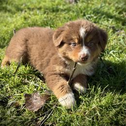 Suzie - Red tri female Miniature Australian Shepherd puppy in North Lakeport, California from Wild Rose Ranch