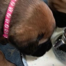 Sunny - Apricot female Mastiff puppy in Pleasanton, Texas from RKS Mastiff