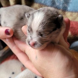 Pomeranian Puppies from Paradise Point Pomeranians