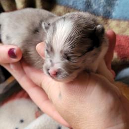Pomeranian Puppies from Paradise Point Pomeranians