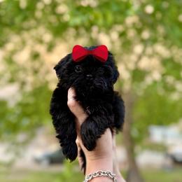 Girl - Black female Shih Tzu puppy in Seguin, Texas from Dolled Up Shih Tzus