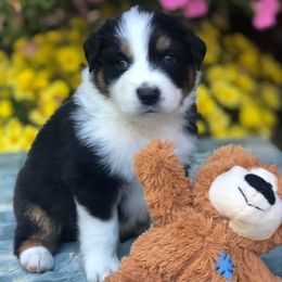 Australian Shepherd Puppies from Midnight Sun Aussies