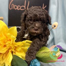 Goodluck Bear - Brown male Poodle puppy in Bowman, Georgia from Companion Creek Farm