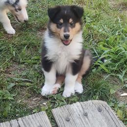Dusty - Black white and tan male Collie puppy in Salineville, Ohio from Aryggeth Collies