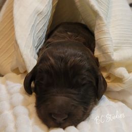 Aussiedoodle, Poodle, and Sheepadoodle Puppies from BellCoop Ranch