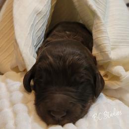 Aussiedoodle, Poodle, and Sheepadoodle Puppies from BellCoop Ranch