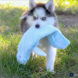 Forest-ready now - Black and white male Pomsky puppy in Bremen, Indiana from AMS Pomeranians and Pomskies in Indiana