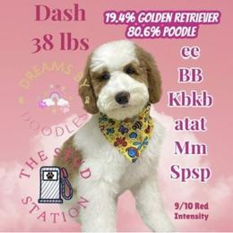 Dash - Goldendoodle